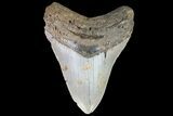 Megalodon Tooth - North Carolina #67156-1